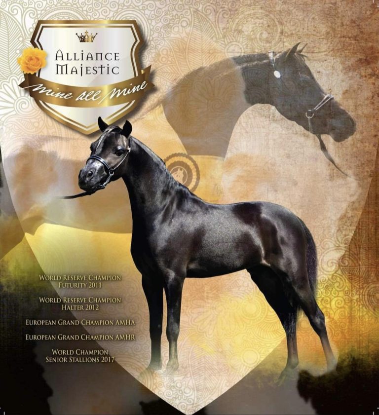 SWG BOOM BOYS LOCO MOTION