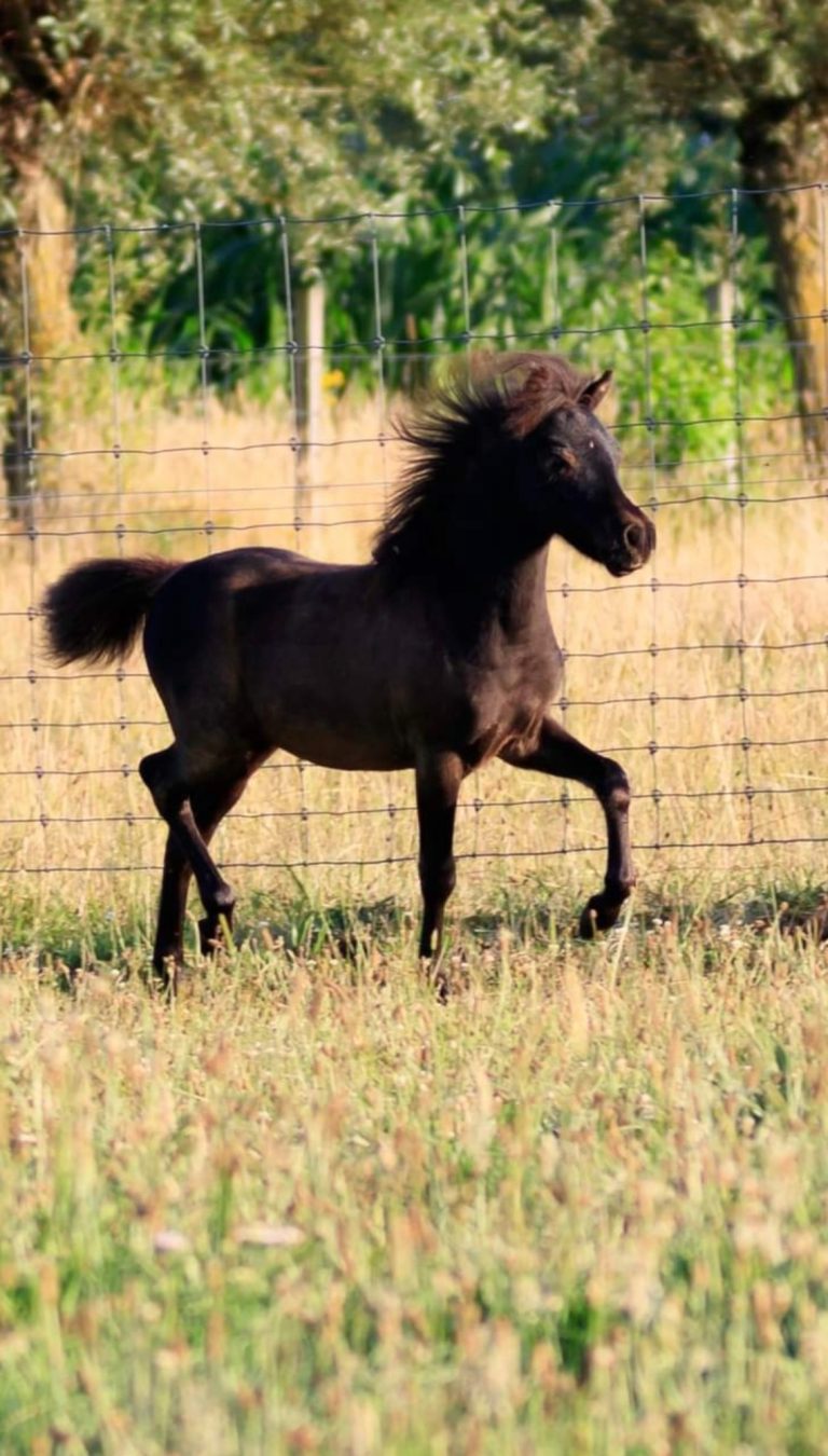 SWG LOCO'S PIONOT NOIR