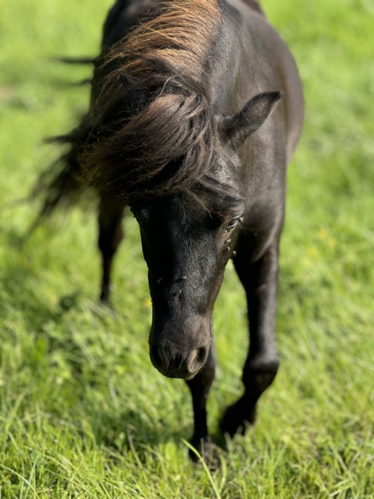 SWG LOCO'S PIONOT NOIR