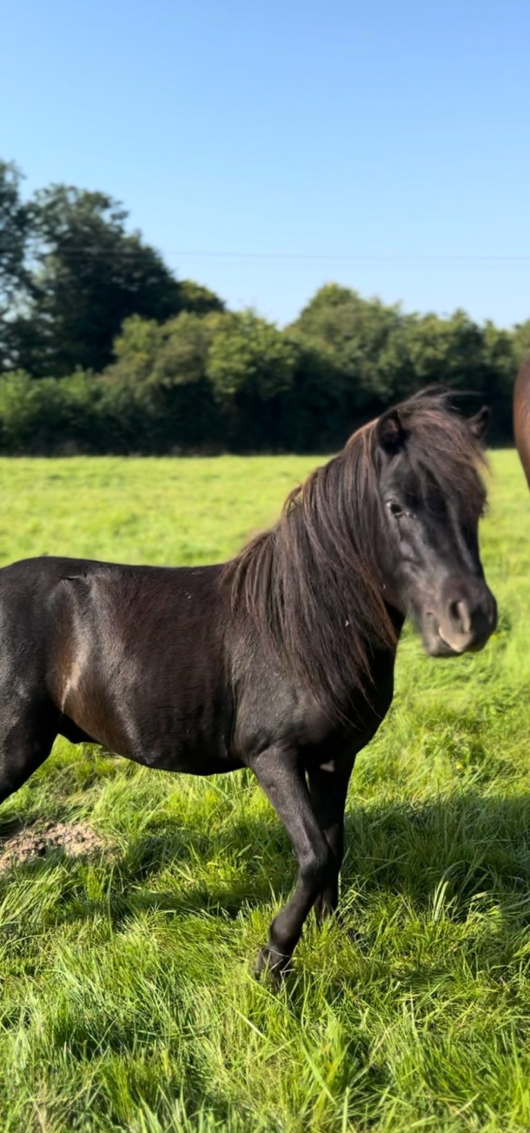 SWG LOCO'S PIONOT NOIR