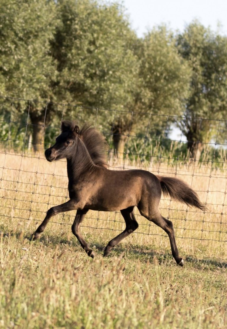 SWG LOCO'S PIONOT NOIR