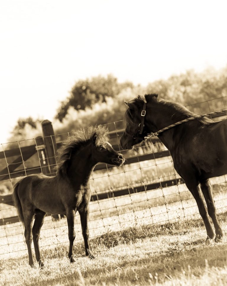 SWG LOCO'S PIONOT NOIR